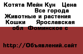 Котята Мейн Кун › Цена ­ 15 000 - Все города Животные и растения » Кошки   . Ярославская обл.,Фоминское с.